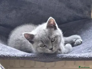 British Shorthair cats Adorable British shorthair kitten - Advert 1