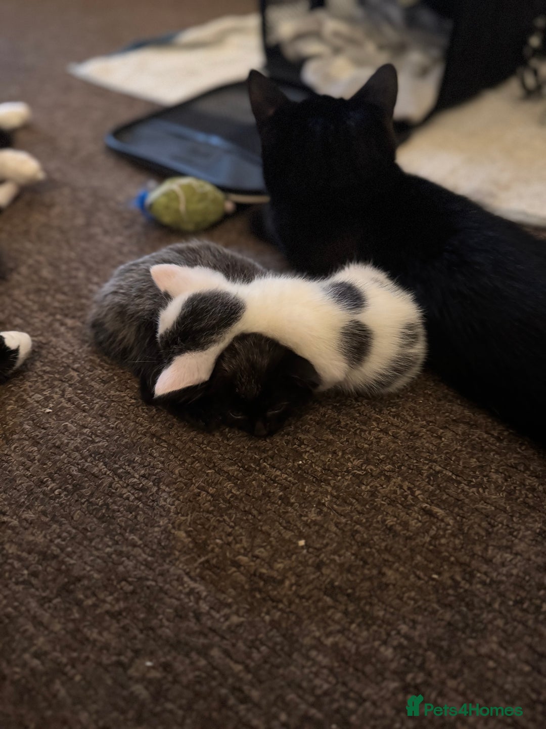 Domestic Shorthair cats for sale: 2 girl kittens - Image 3