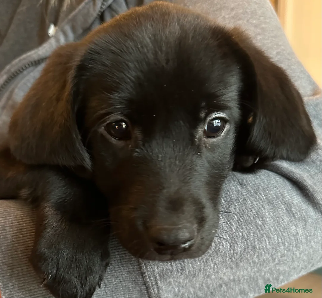 Labrador Retriever dogs for sale: Last 2 stunning kc reg black labradors - Advert 2