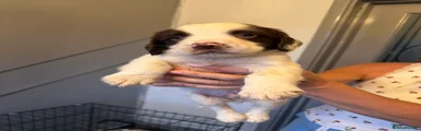 Cocker Spaniel 1