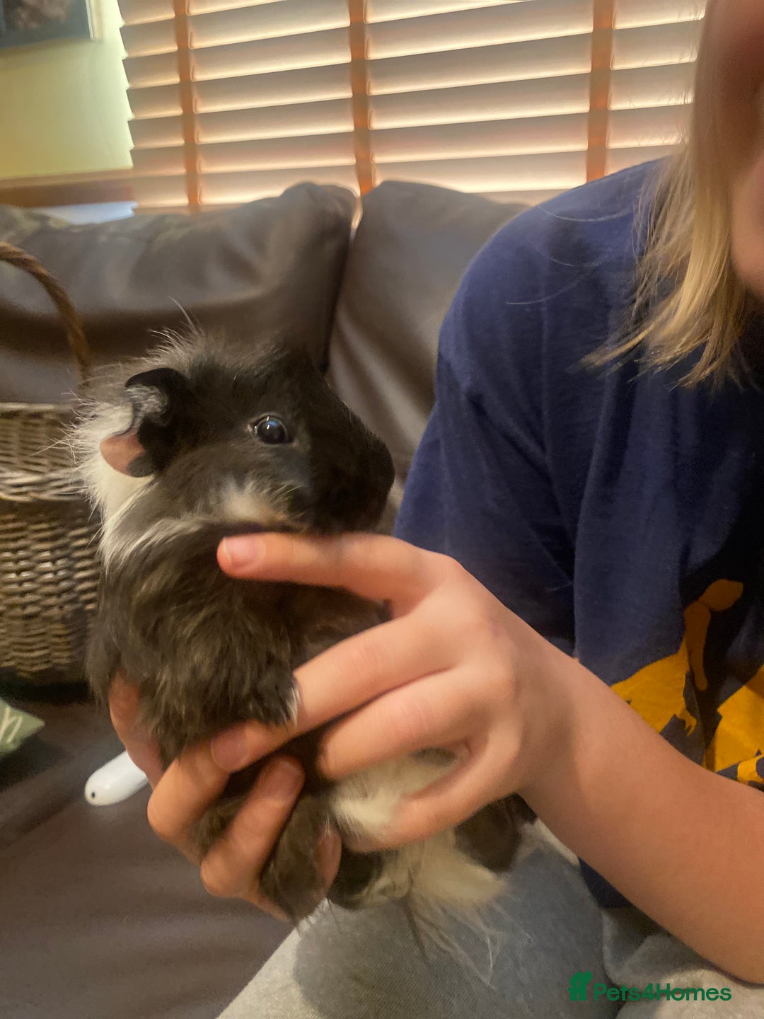 Guinea Pig rodents for sale: Young male Guineas - Image 5