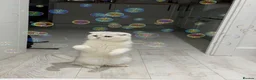 Scottish Fold cats for stud: Bruno for Stud  - Advert 1