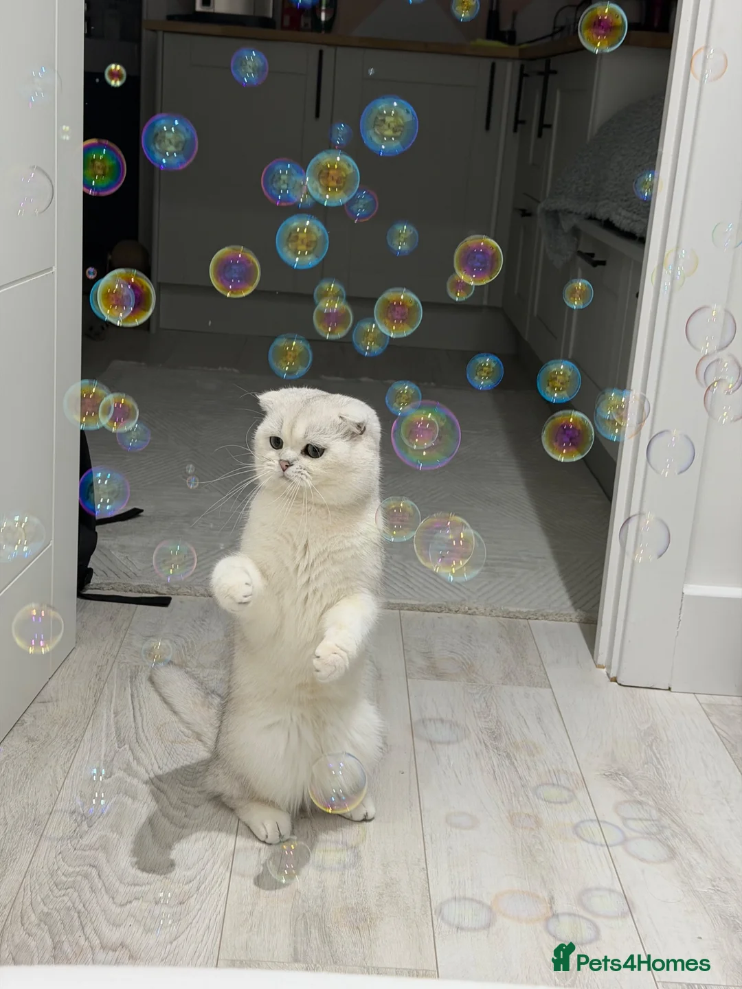 Scottish Fold cats for stud: Bruno for Stud  - Advert 1