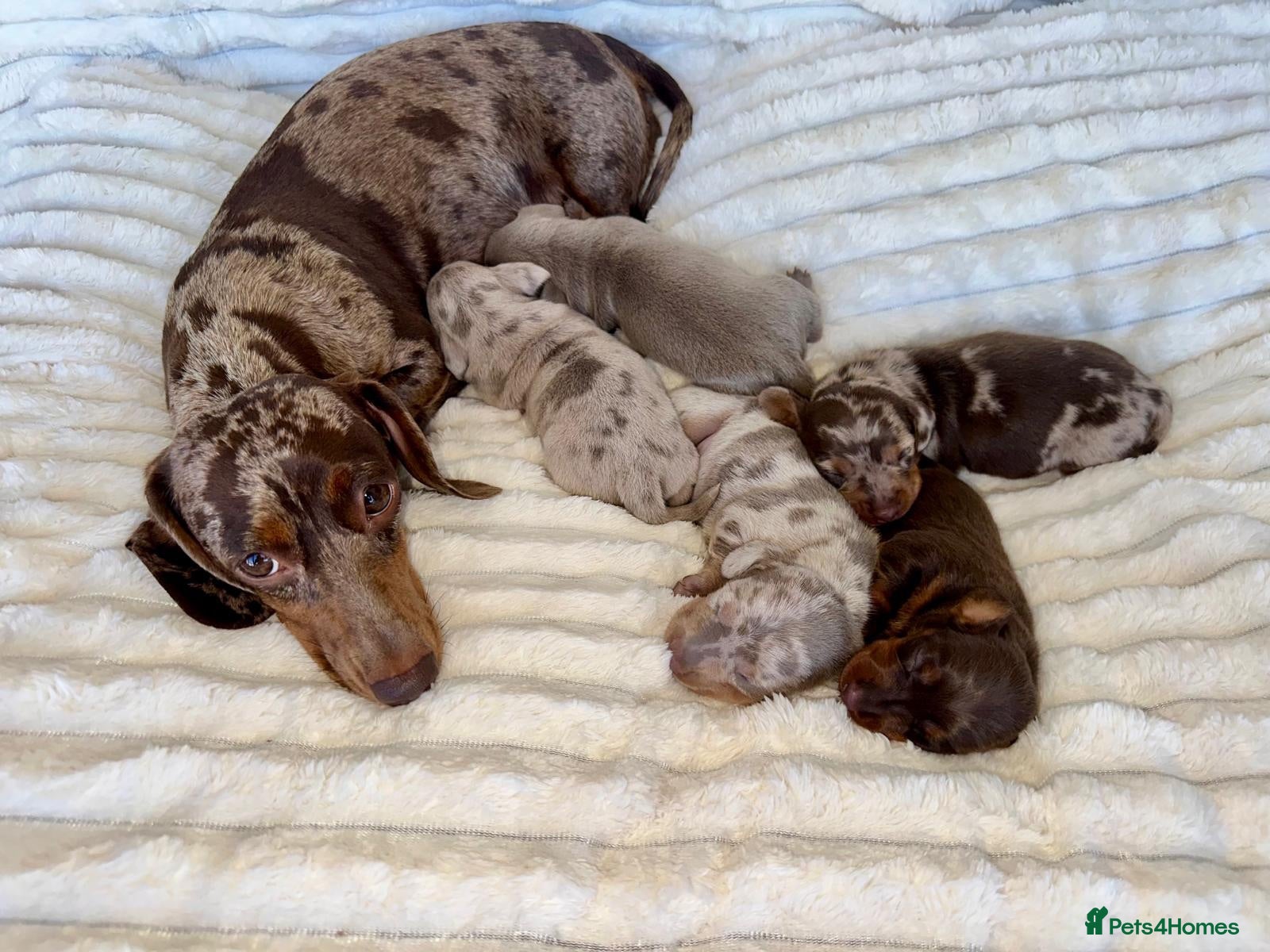 Miniature Dachshund dogs 5 beautiful baby miniature dachshund puppies  - Advert 2