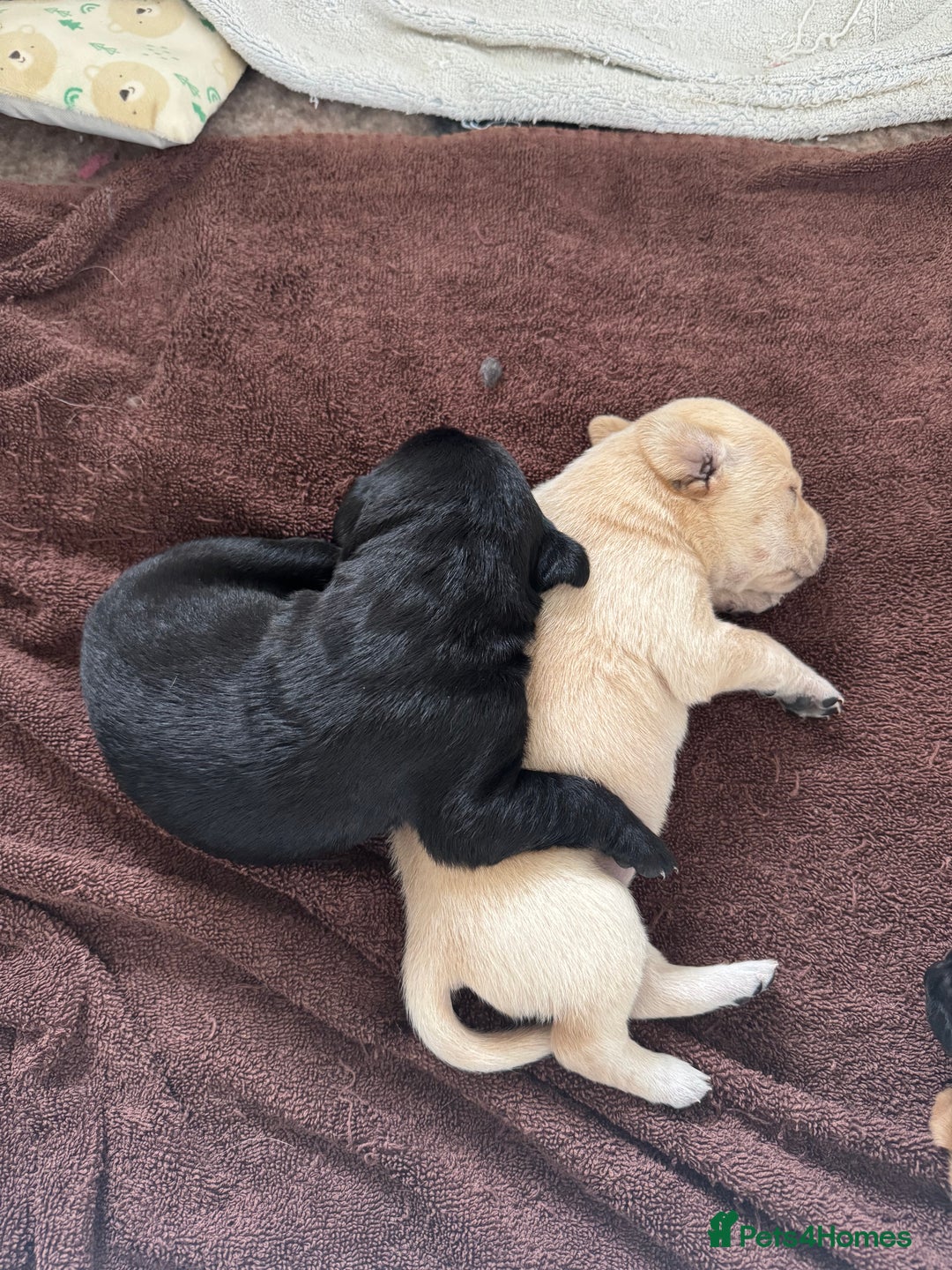 Labrador Retriever dogs for sale: Labrador Puppies For Sale  - Image 4