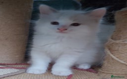 Ragdoll cats for sale: RAGDOLLS BOYS BLUE EYES VACCINATED MICROCHIPED  - Image 21