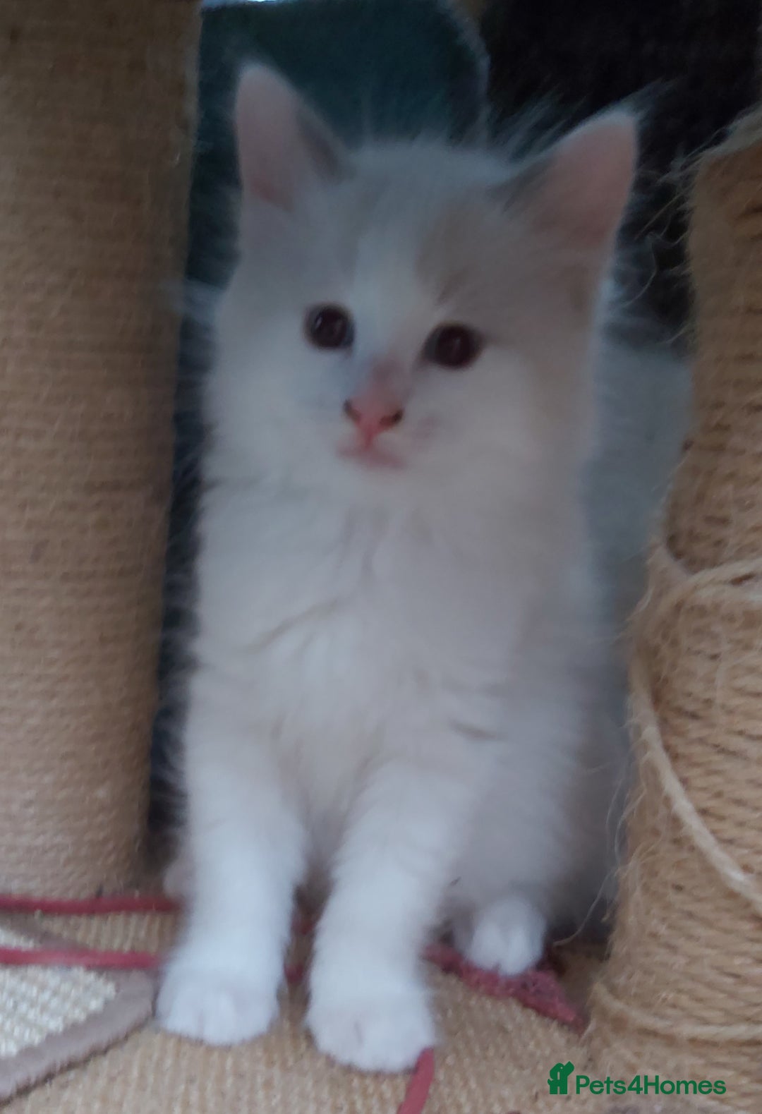 Ragdoll cats for sale: RAGDOLLS BOYS BLUE EYES VACCINATED MICROCHIPED  - Image 21
