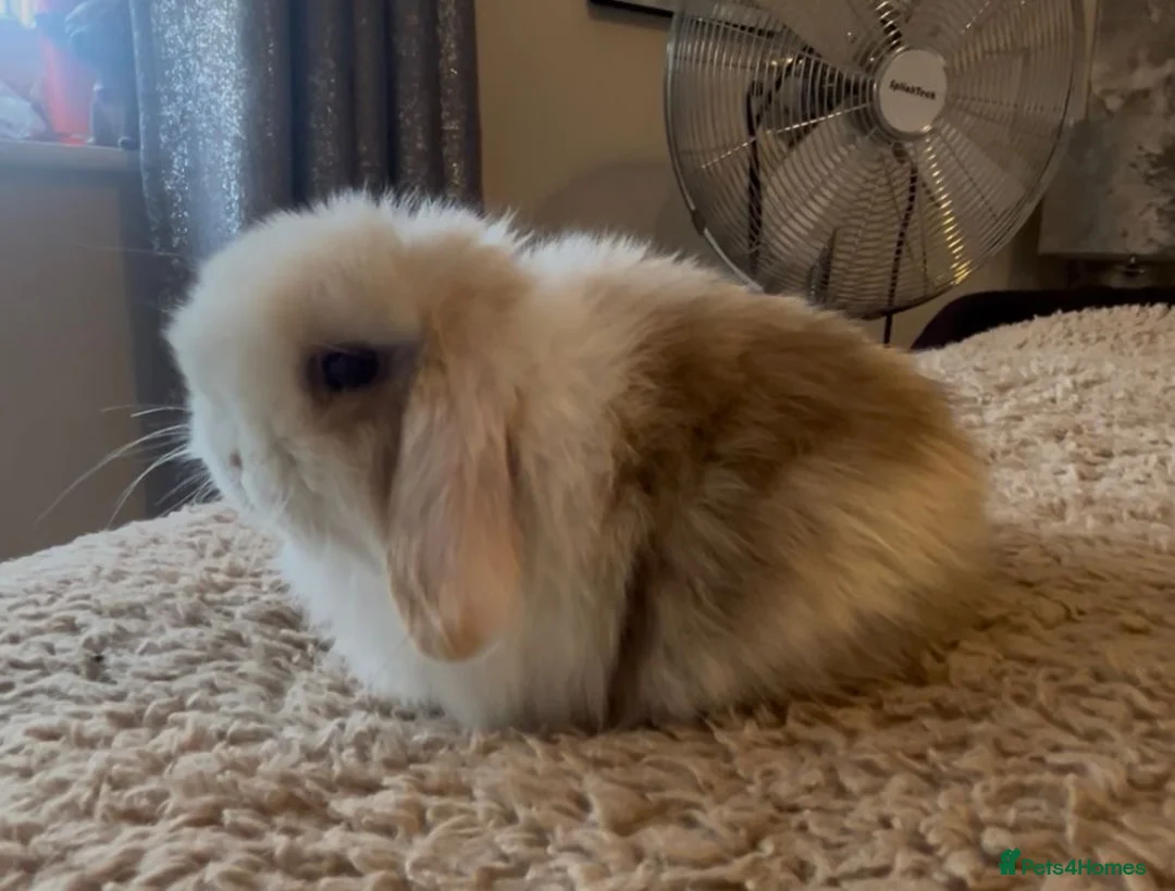 Mini Lop rabbits for sale: PEDIGREE MINI LOP BABIES READY TO RESERVE  - Advert 2