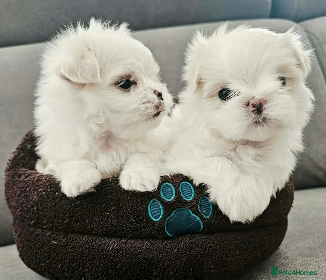 Maltese dogs for sale: Korean Line Maltese Puppy's  in Birmingham - Advert 6