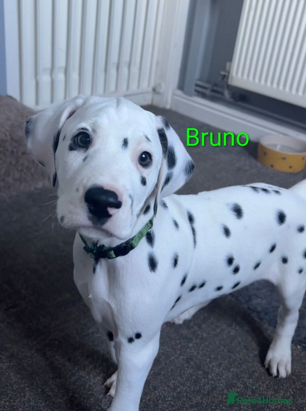 Dalmatian dogs Dalmatian puppies KC reg *1 x boy left* - Advert 2