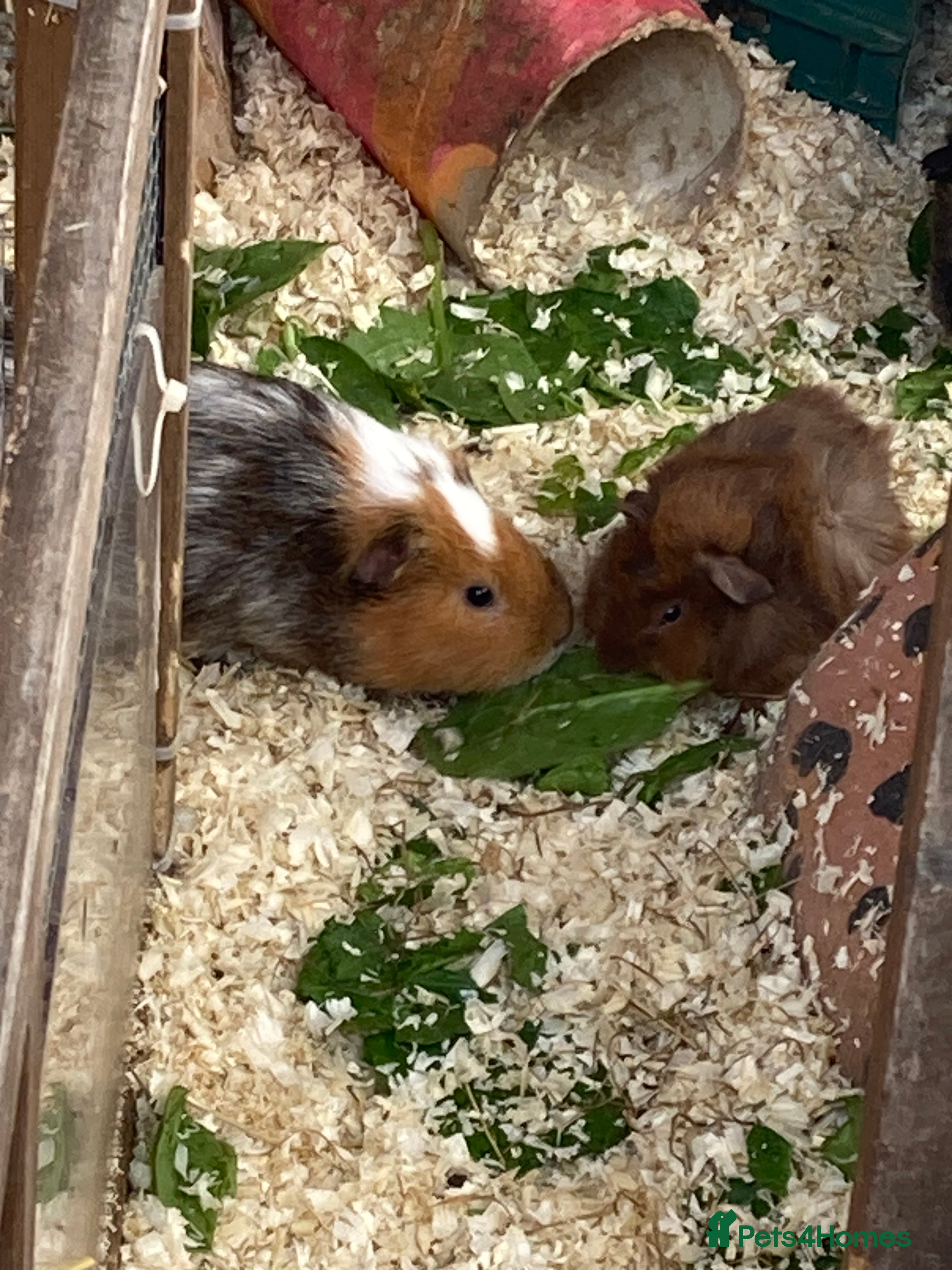 Guinea Pig rodents Guinea Pigs Boars & Sows in Driffield - Advert 1