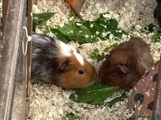 Guinea Pig rodents Guinea Pigs Boars & Sows - Advert 1