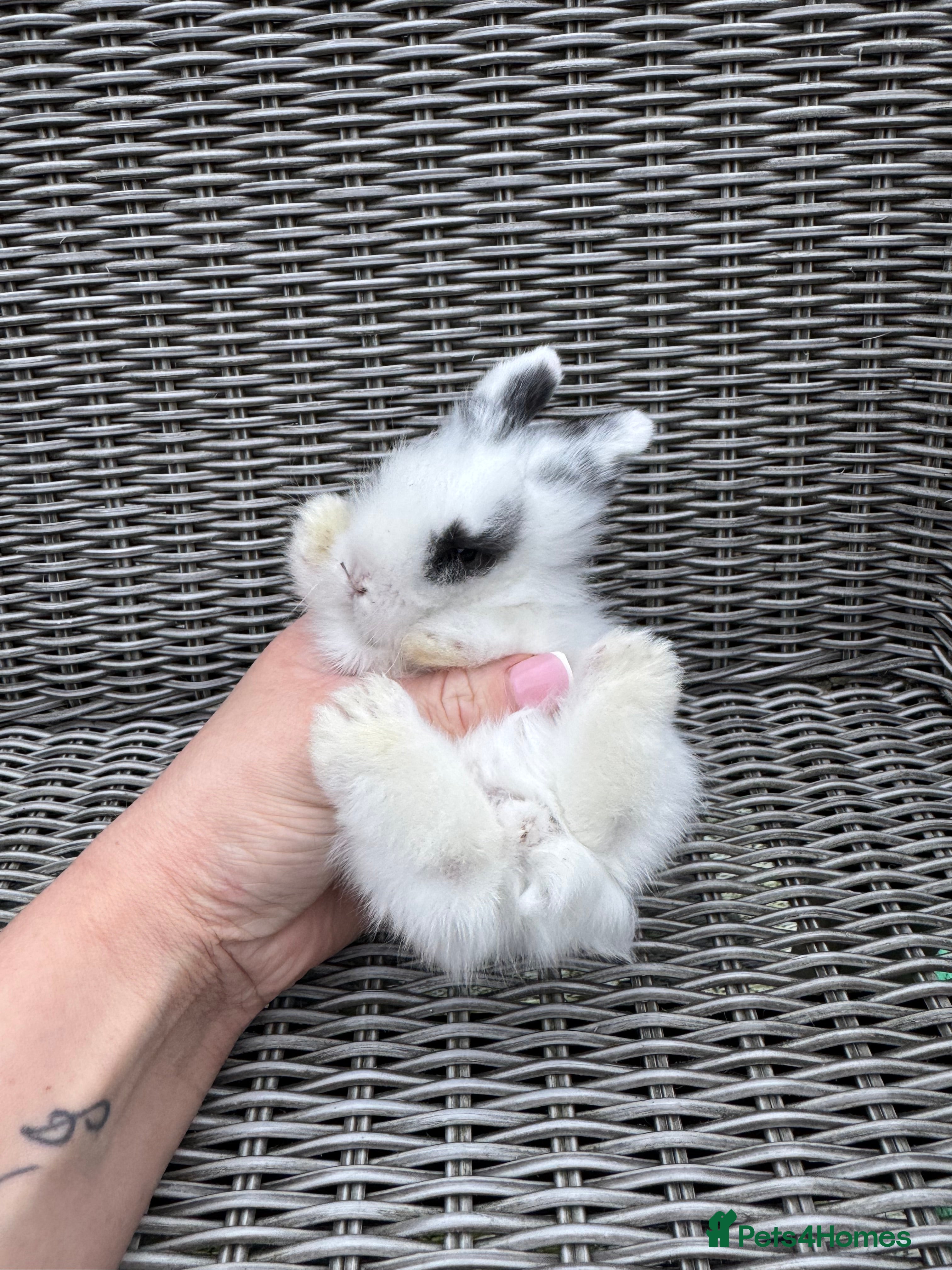 Mini Lion Lop rabbits Mini lion lop boy - Advert 14