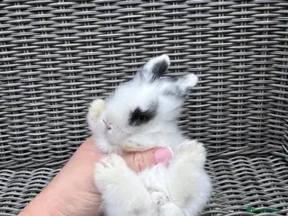 Mini Lion Lop rabbits Mini lion lop boy - Advert 14