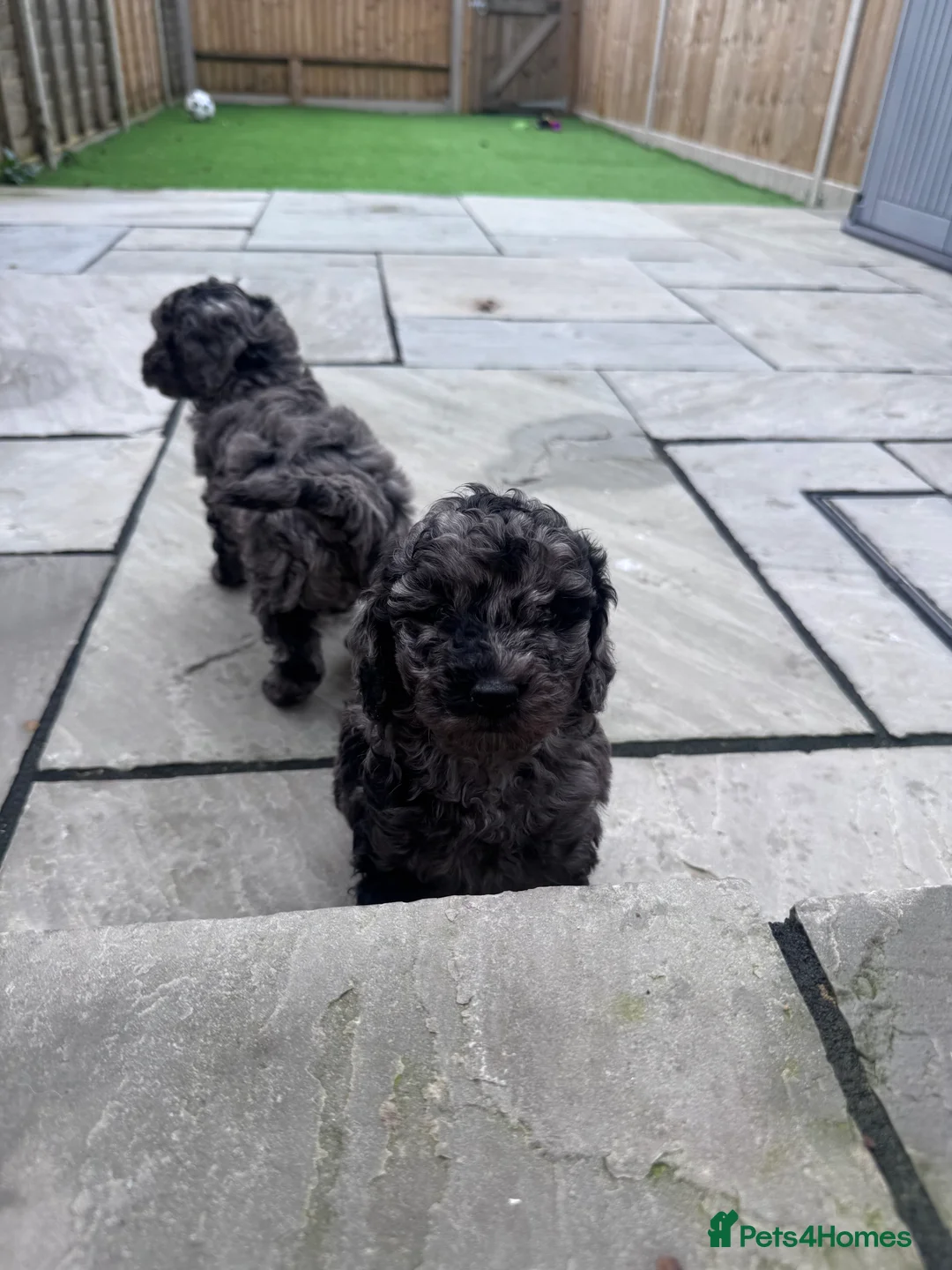 Cavapoochon dogs for sale: MERLE CAVAPOOCHON READY NOW  - Advert 2