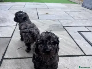 Cavapoochon dogs MERLE CAVAPOOCHON READY NOW - Advert 1