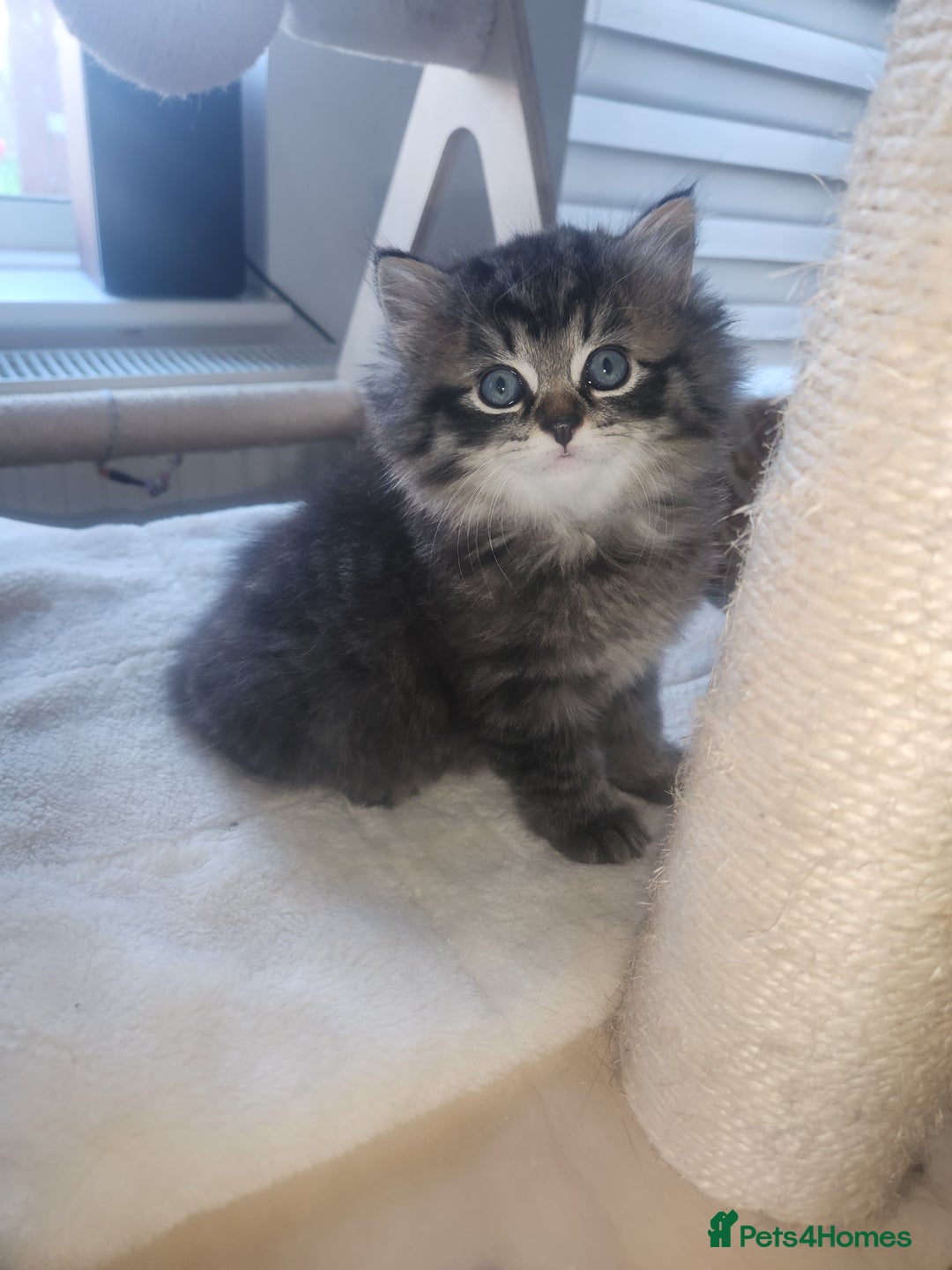 Mixed Breed cats for sale: Two Perdoll Female Kittens Looking for a Home - Image 10