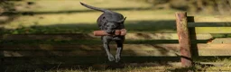 Labrador Retriever dogs for sale: Labrador Retreiver Puppy Dogs in Dudley - Advert 7