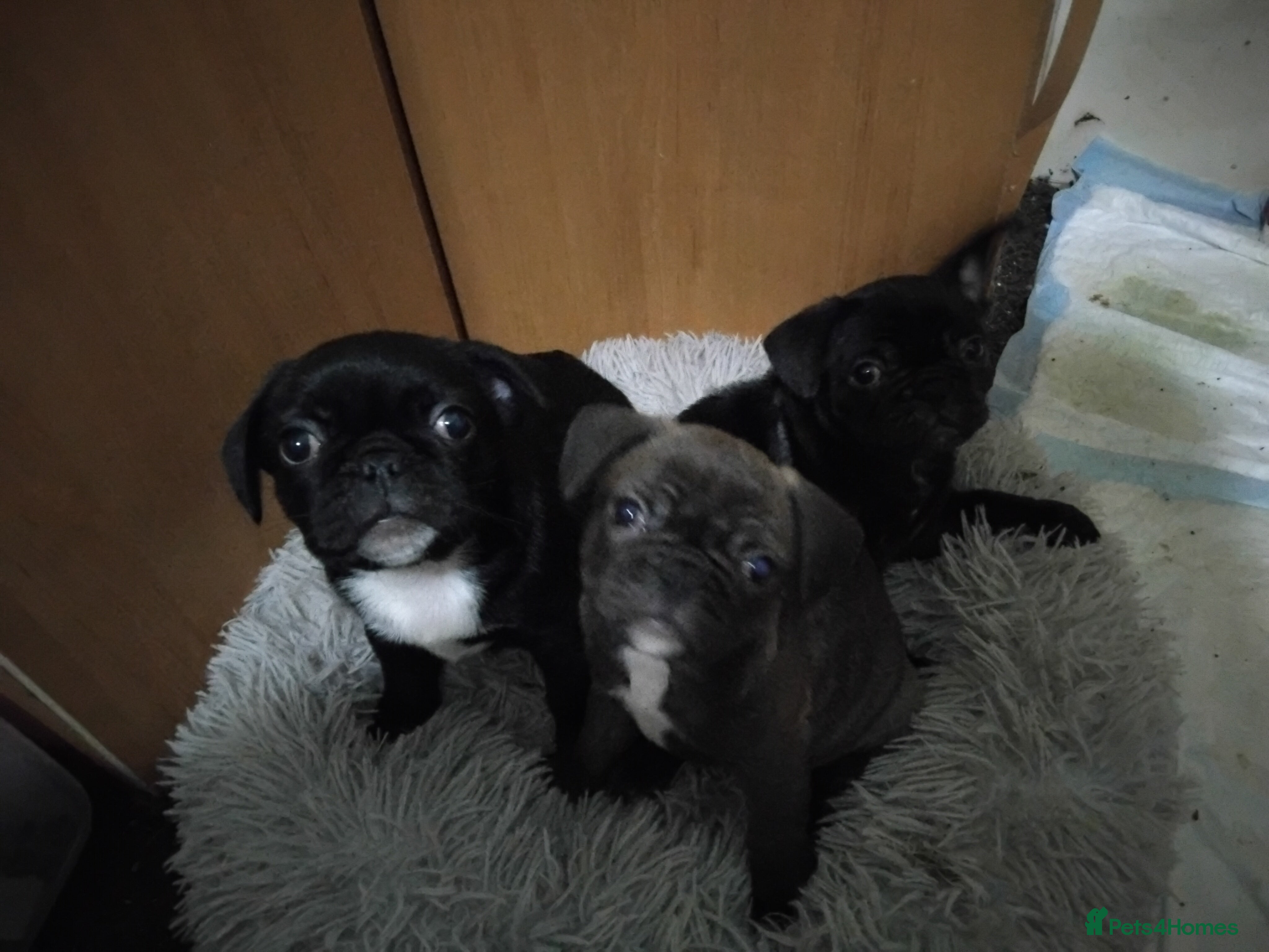 Frug dogs 3 frug puppies  - Advert 1