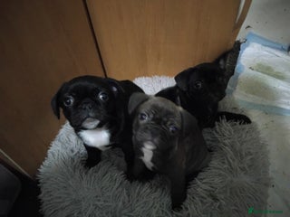 Frug dogs 3 frug puppies - Advert 1