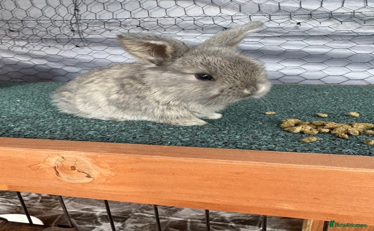 Mini Lop rabbits - Advert 1