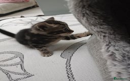 British Shorthair cats for sale: Shosho - Image 3