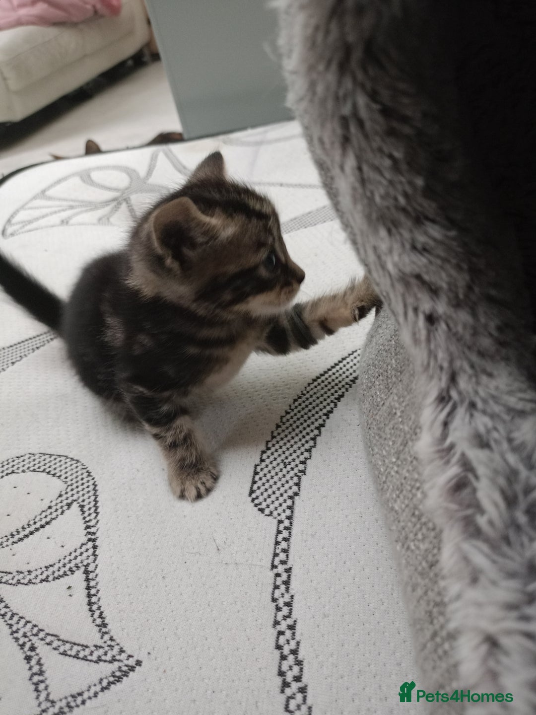 British Shorthair cats for sale: Shosho - Image 3