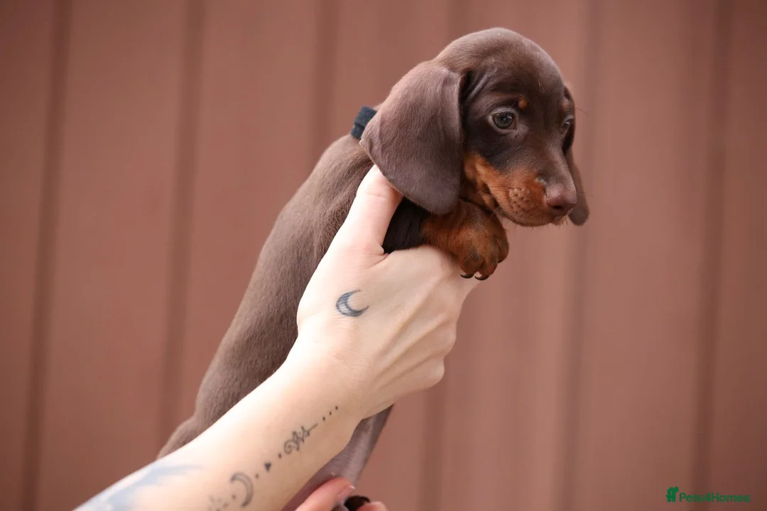 Miniature Dachshund dogs for sale: Miniature Dachshunds  - Advert 3