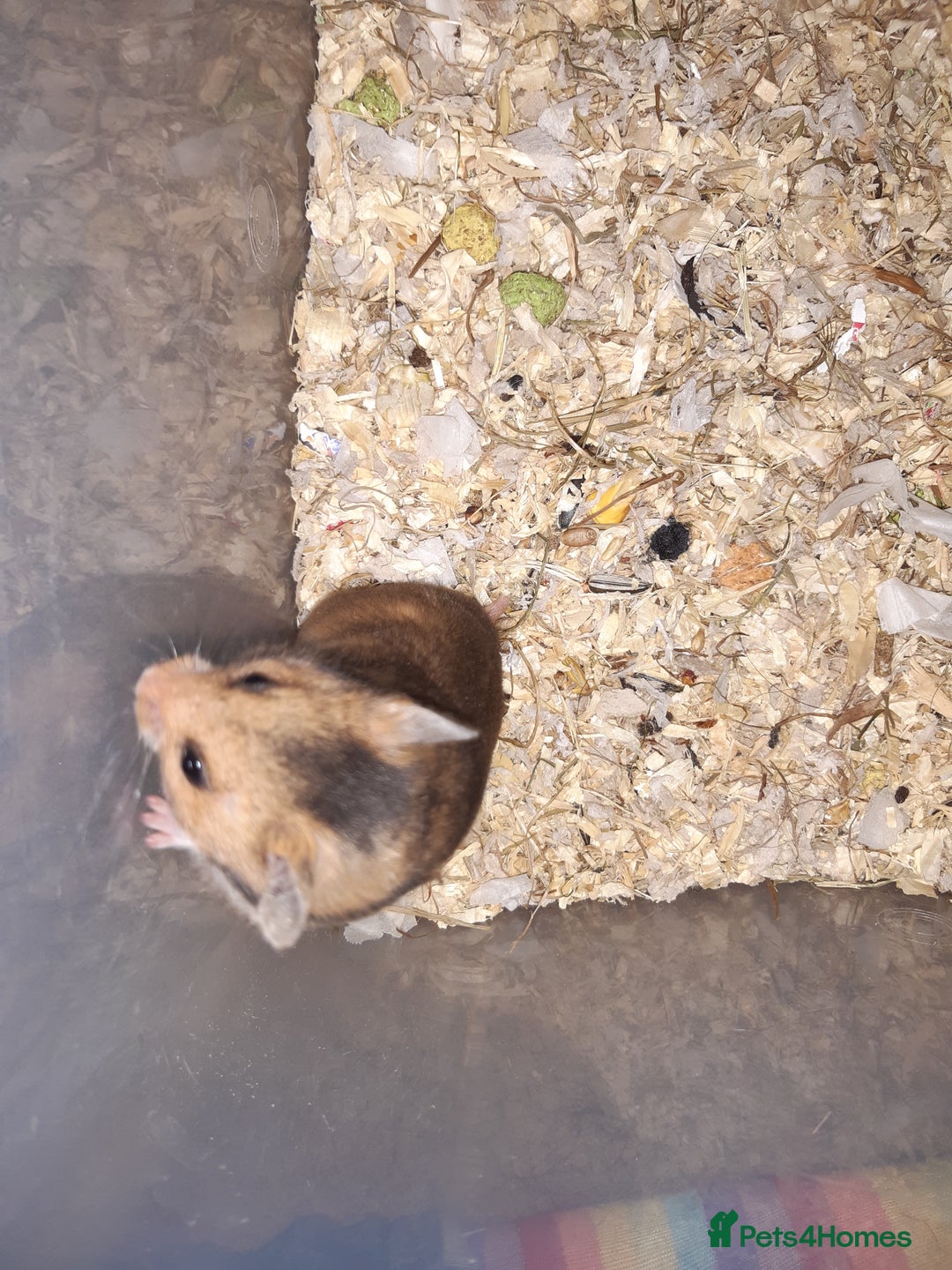 Hamster rodents for sale: Baby Syrian hamsters - Advert 8