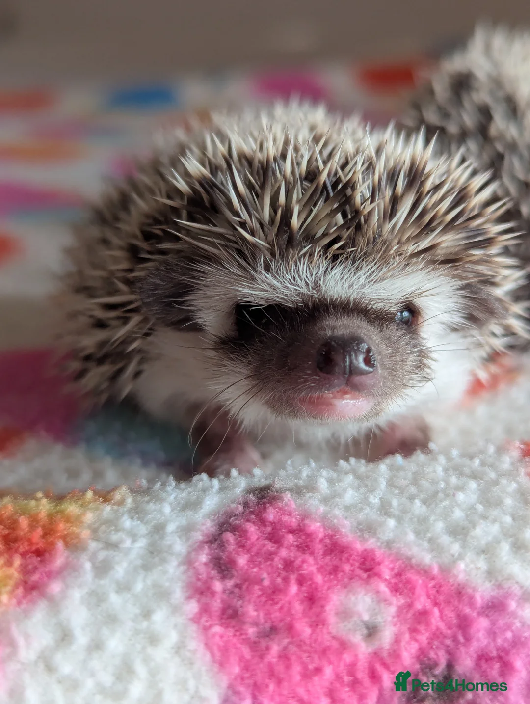 Pygmy Hedgehog rodents for sale: Gorgeous Hoglets Ready to Reserve Now - Advert 12
