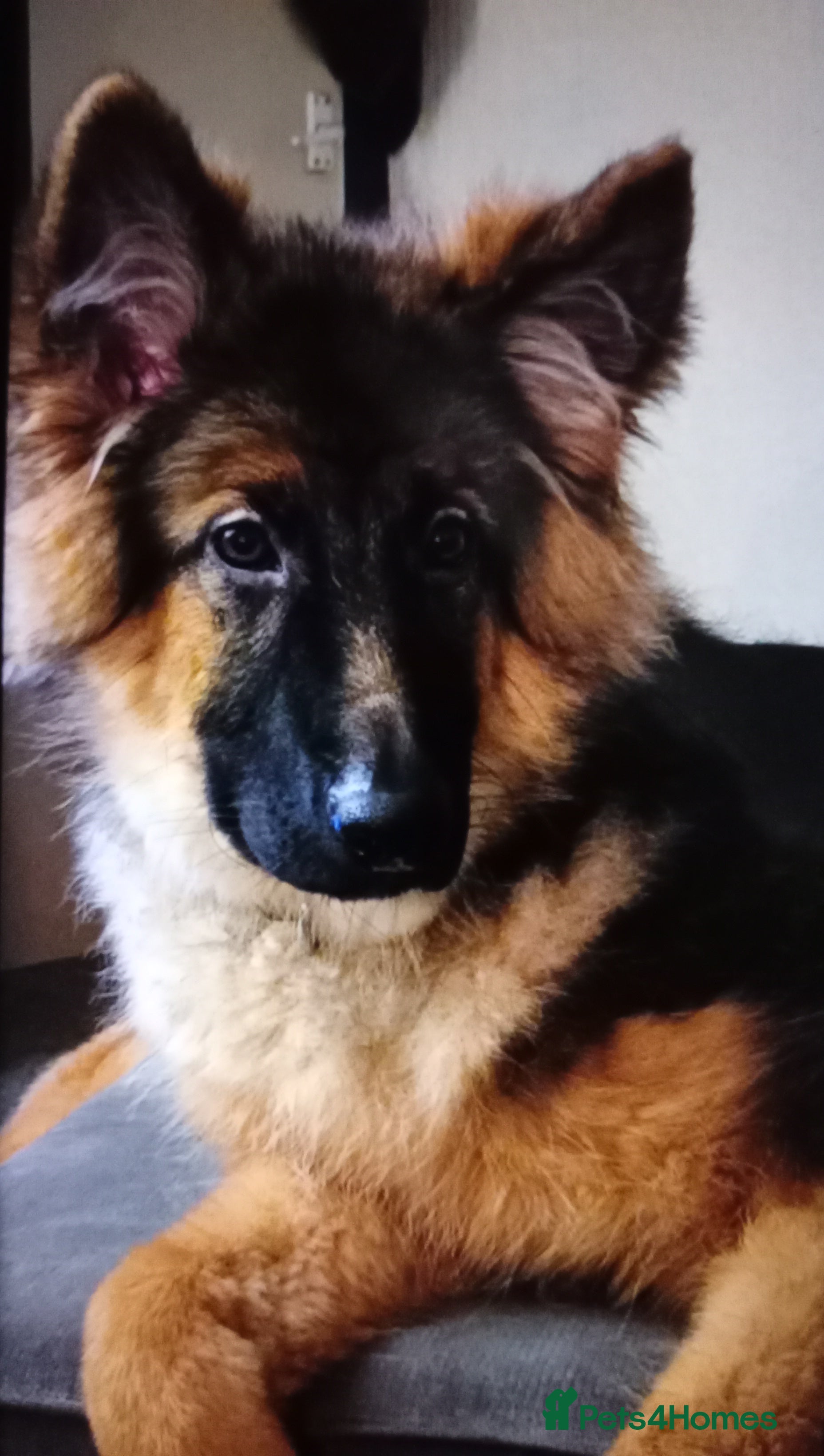 German Shepherd dogs 🌟 Long Haired German Shepherd Health Tested🌟 - Advert 1