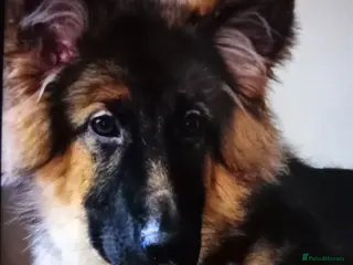 German Shepherd dogs 🌟 German Shepherd straight backed 🌟 - Advert 17