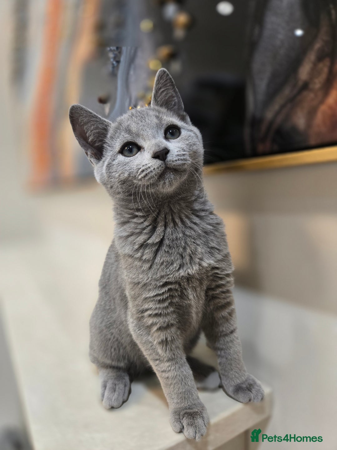 Russian Blue cats for sale: TOP Quality TICA Reg Russian blue kittens - Image 3