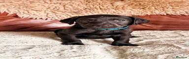 Labrador Retriever Puppy 6