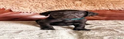 Labrador Retriever dogs for sale: Exceptional KC Reg Labrador Puppies For Sale! - Advert 34