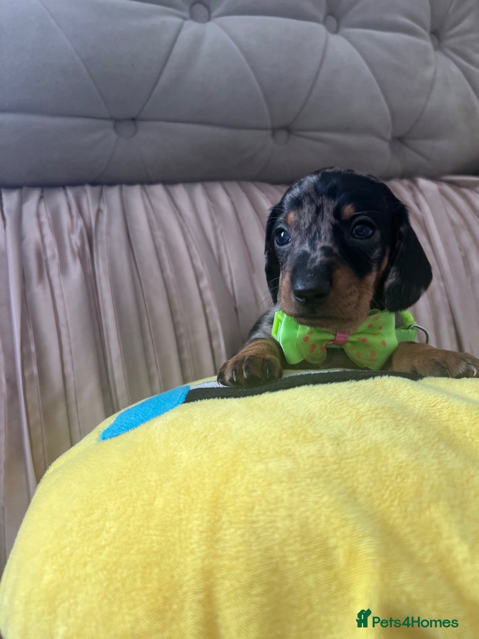 Miniature Dachshund dogs 🐶5 Miniature duschund puppies - Advert 2