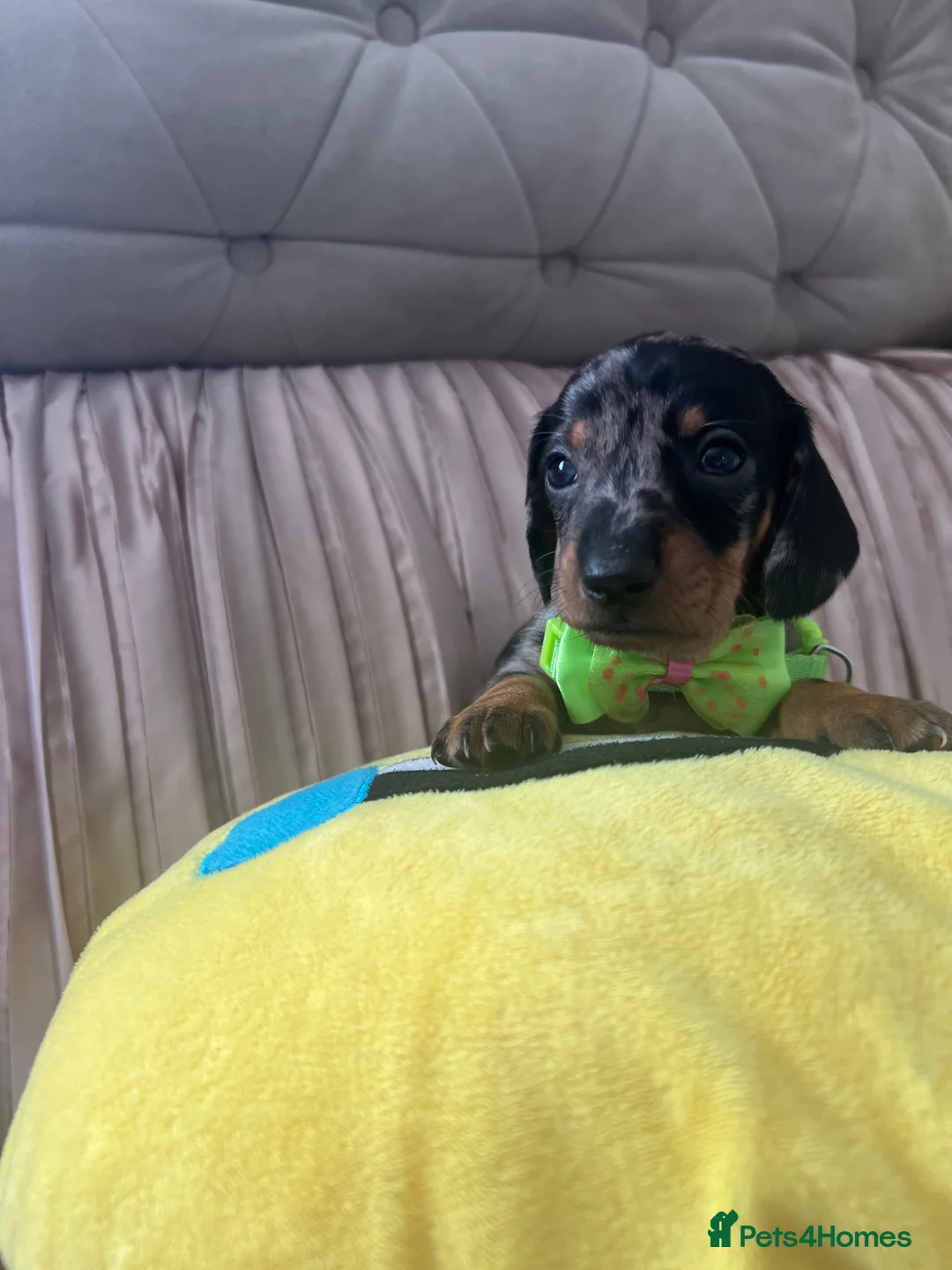 Miniature Dachshund dogs for sale: 🐶5 Miniature duschund puppies in Preston - Advert 2