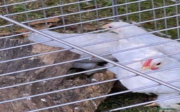 Chickens poultry for sale: Porcelain Pekin Bantams  - Image 1
