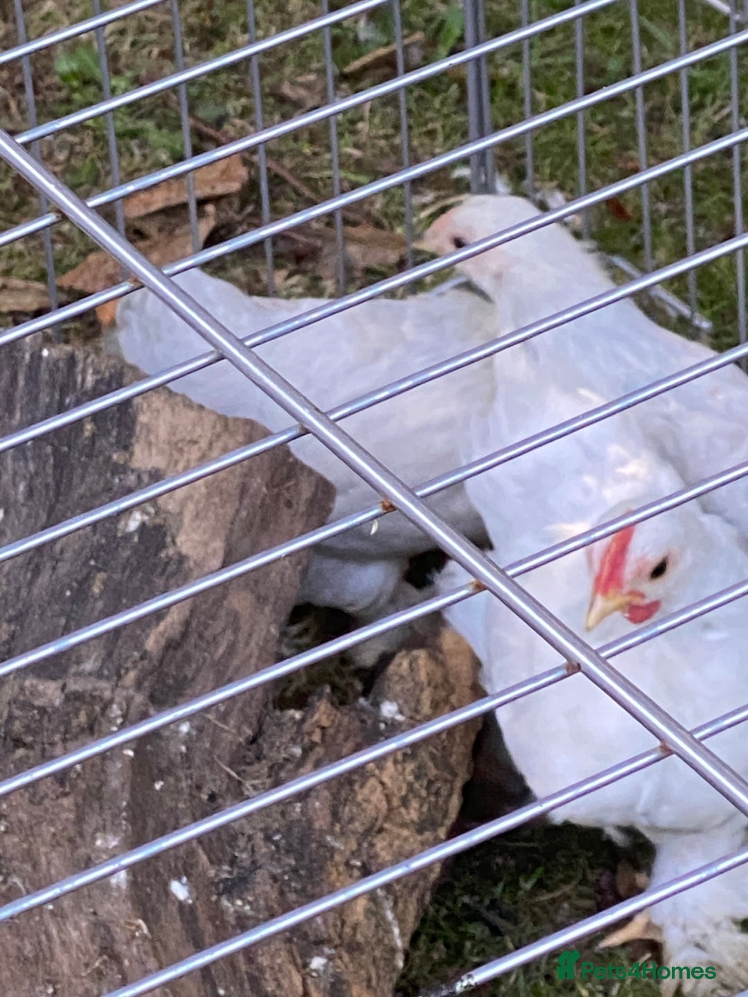 Chickens poultry for sale: Porcelain Pekin Bantams  - Image 1