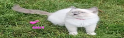 Ragdoll cats for sale: Ragdoll Kittens Ready For Forever Homes - Advert 15