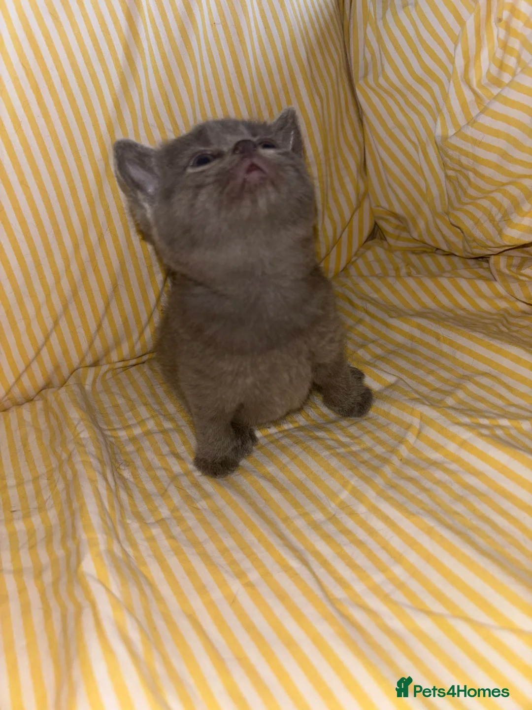 British Shorthair cats for sale: Stunning British Shorthair Kittens – Lilac & Blue in Huntingdon - Advert 2