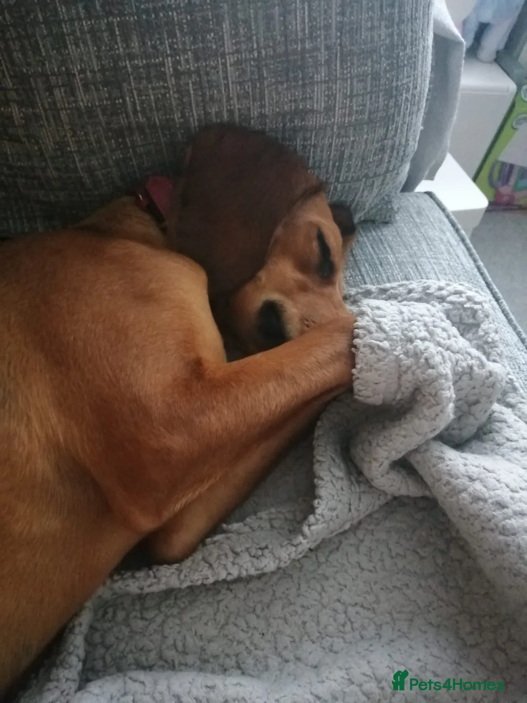 Mixed Breed dogs for adoption: Winnie Beautiful girl Looking for Forever Home  in Wirral - Advert 24