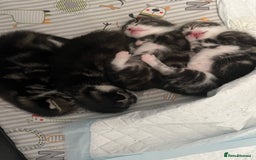 Mixed Breed cats for sale: Tabby Female Kitten, grey & white, 6 week old  - Image 6