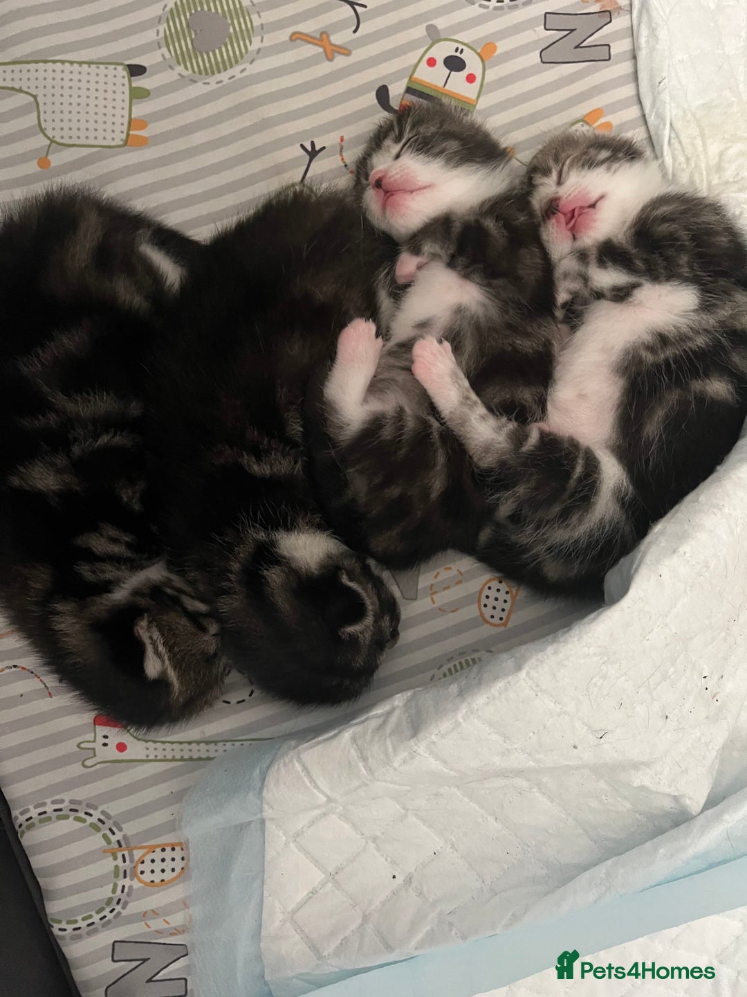 Mixed Breed cats for sale: Tabby Female Kitten, grey & white, 6 week old  - Image 6