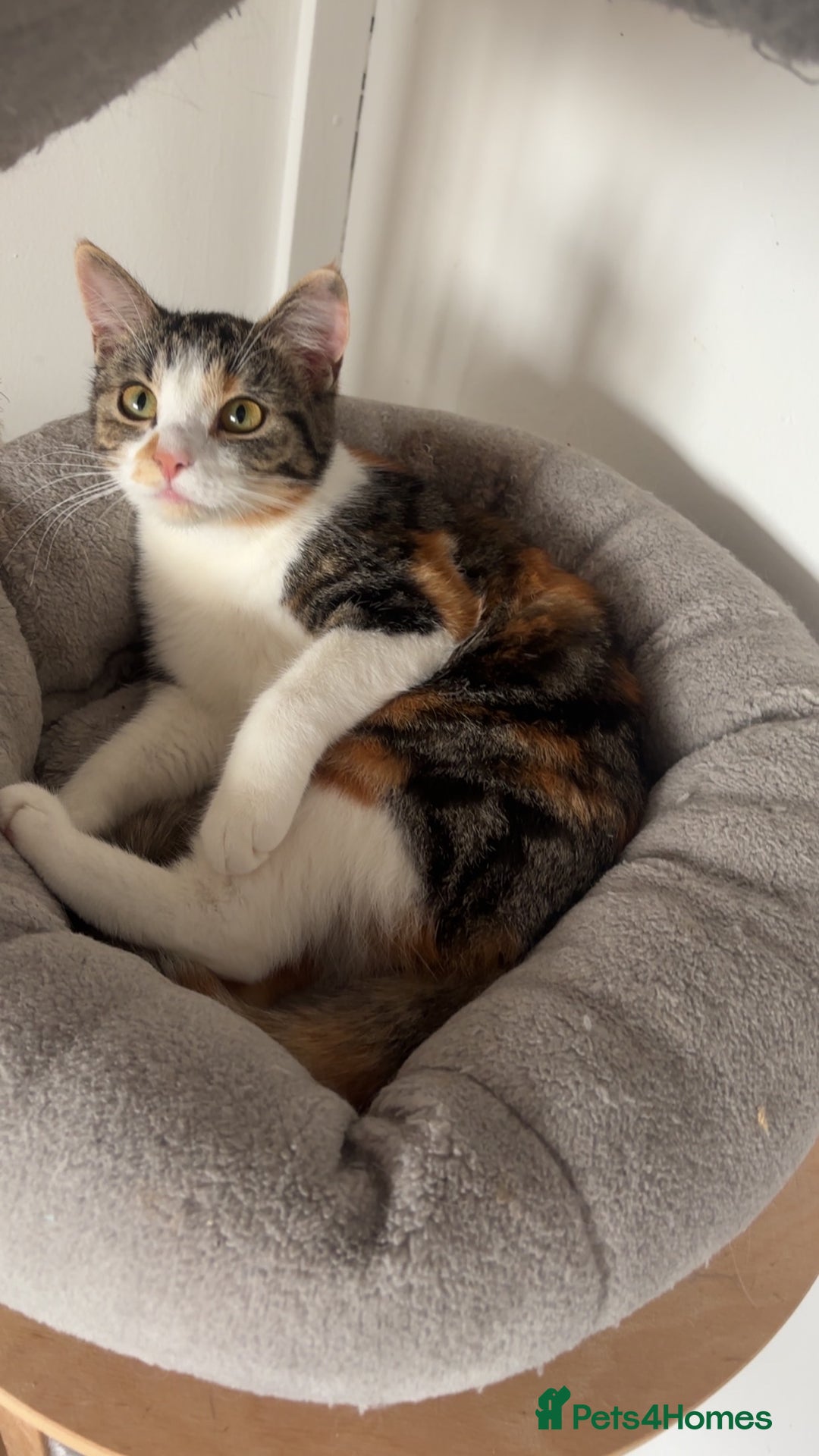 Mixed Breed cats for sale: Brother and sister cats  - Advert 1