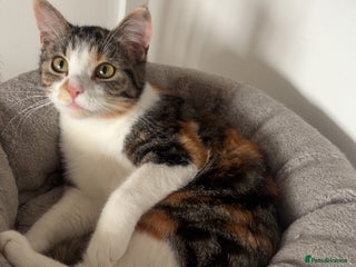 Mixed Breed cats Brother and sister cats - Advert 3