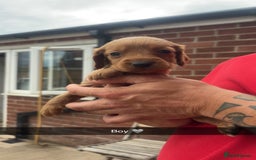 Mixed Breed dogs for sale: Beautiful Sprizla Puppies  - Image 10