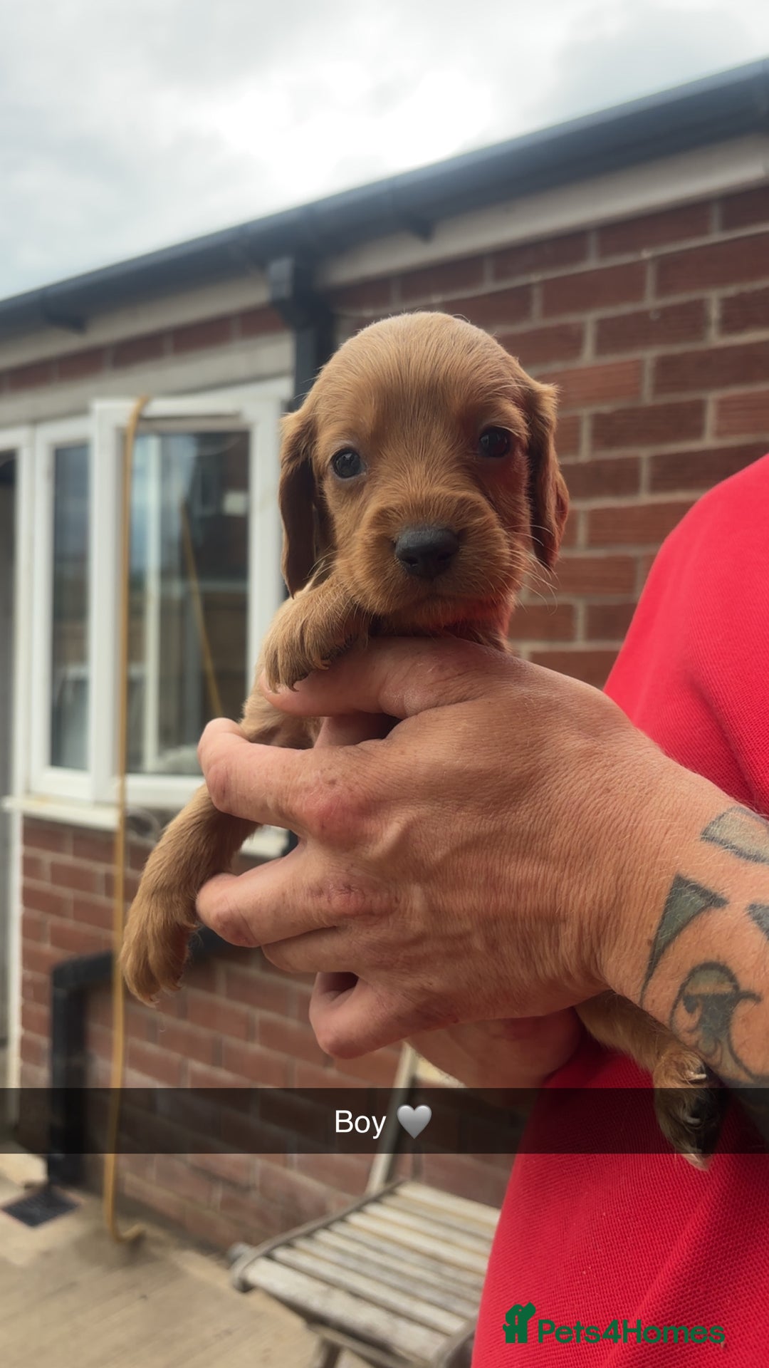 Mixed Breed dogs for sale: Beautiful Sprizla Puppies  - Image 10