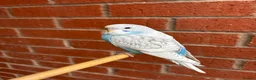 Budgerigars birds for sale: Baby budgies for sale Wigan  - Advert 16