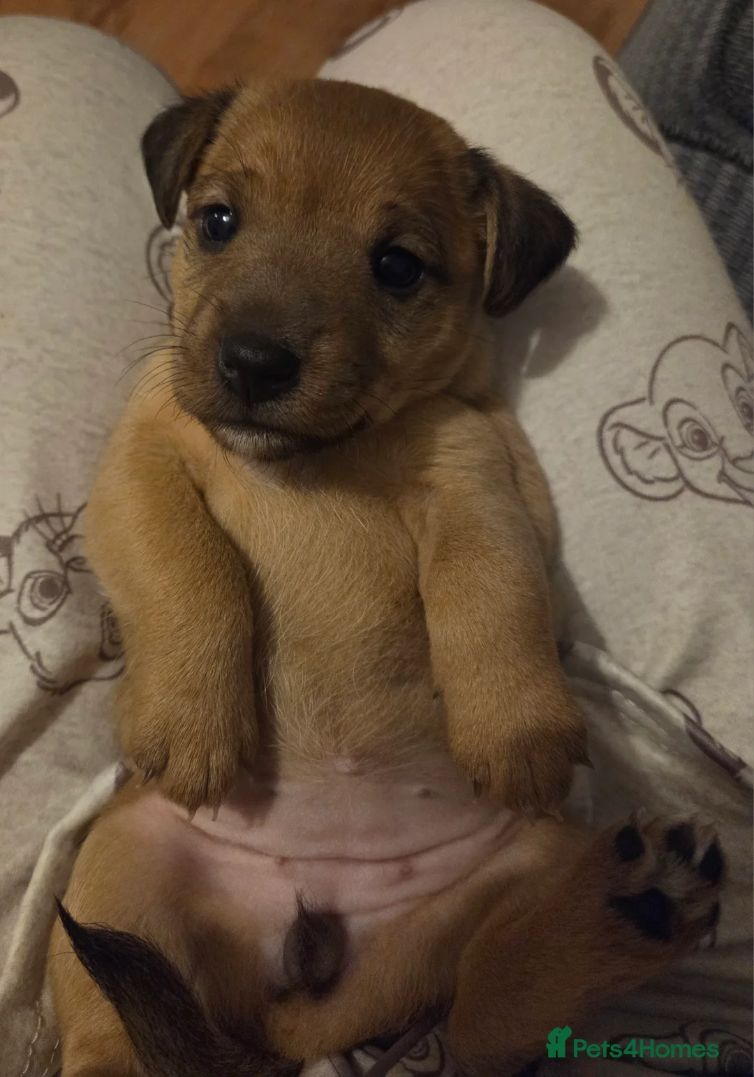 Jack Russell dogs for sale: Beautiful jack russel puppies - Advert 2